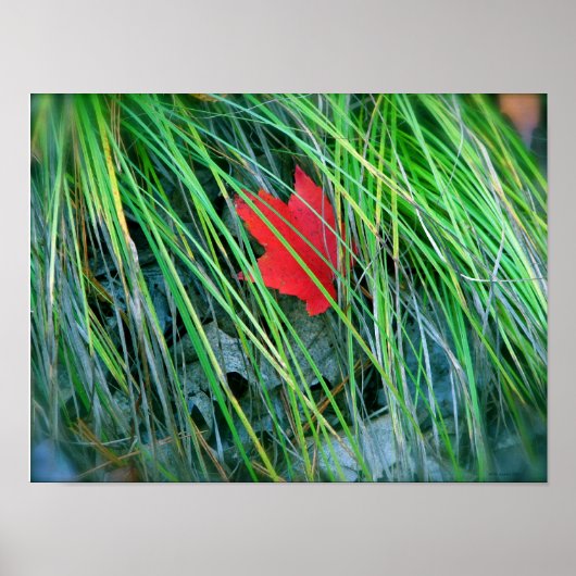 Rode mantel in groene gras poster (Voorkant)