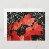 Rode mantels | Autumn Home Gifts Briefkaart (Voorkant / Achterkant)