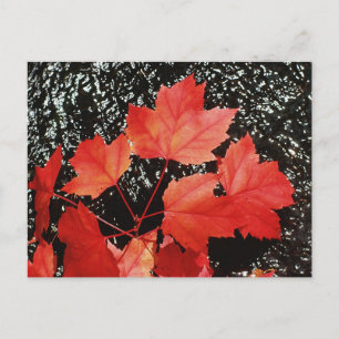 Rode mantels   Autumn Home Gifts Briefkaart