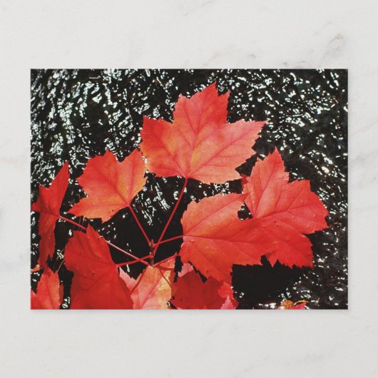Rode mantels | Autumn Home Gifts Briefkaart (Voorkant)
