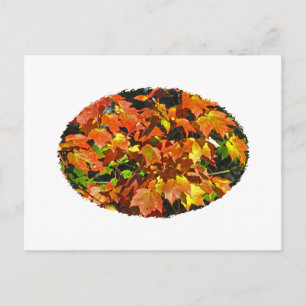 Rode Maple (herfst) Briefkaart