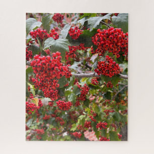 Rode meidoornbessen, San Francisco Legpuzzel