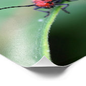 Rode Milkweed Kever Insect Close Up 8x8 Foto Afdruk (Hoek)