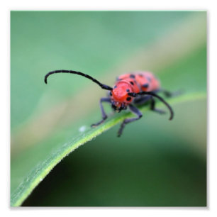 Rode Milkweed Kever Insect Close Up 8x8 Foto Afdruk
