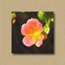 Rode Mosroos Bloem Canvasprint Canvas Afdruk