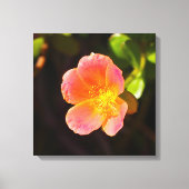 Rode Mosroos Bloem Canvasprint Canvas Afdruk (Voorkant)