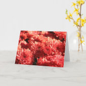 Rode Mums in Openbare Tuin Kaart (Gele Bloem)