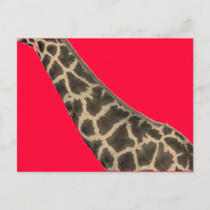 rode nek briefkaart