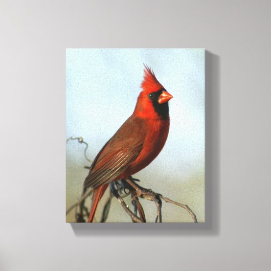 Rode Noordelijke Kardinaal Canvas (Voorkant)