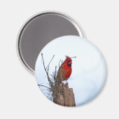 Rode Noordelijke Kardinaal op een houten post Magneet (Voorkant / Achterkant)
