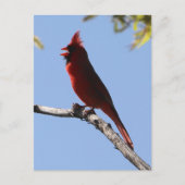 Rode noordelijke kardinale vogel briefkaart (Voorkant)