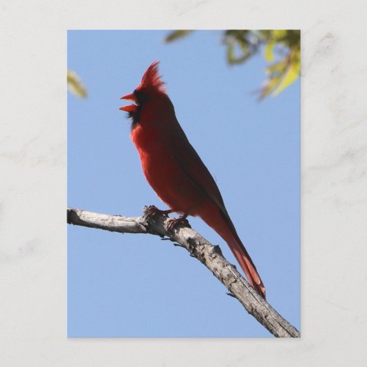 Rode noordelijke kardinale vogel briefkaart (Voorkant)