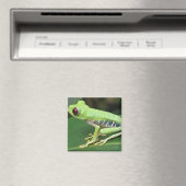 Rode ogen groene boom kikker vierkante magneet (Insitu (Vaatwasser))