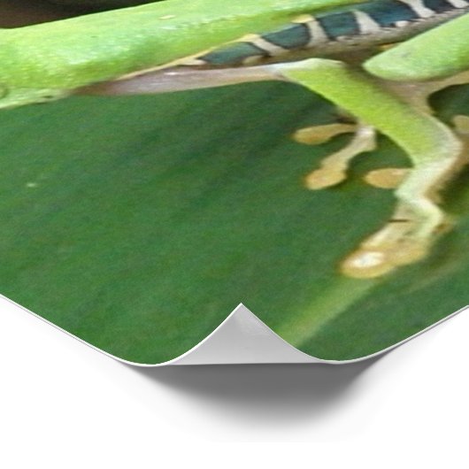 Rode ogen groene kikker poster (Hoek)