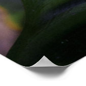 Rode ogen kikker op leder poster (Hoek)