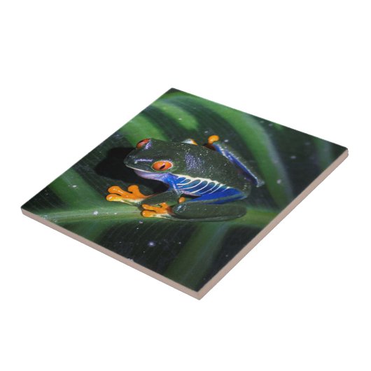 Rode ogen kikker op leder tegeltje (Zijkant)