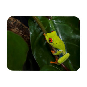 Rode ogen kikker op stoom magneet