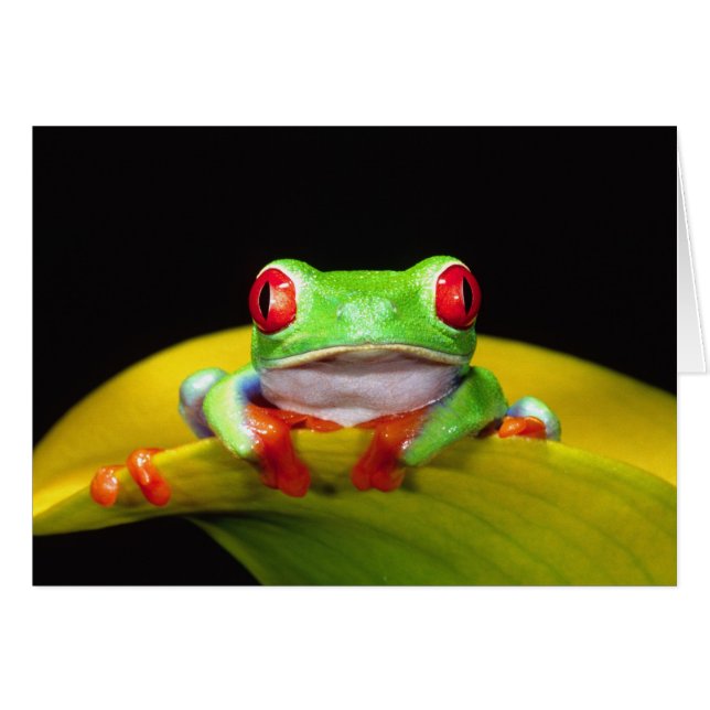 Rode Oog Boomkikker, Agalychinis callidryas, Inhee (Voorkant Horizontaal)