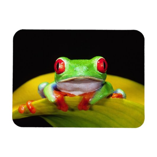 Rode Oog Boomkikker, Agalychinis callidryas, Inhee Magneet (Horizontaal)