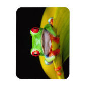 Rode Oog Boomkikker, Agalychinis callidryas, Inhee Magneet (Verticaal)