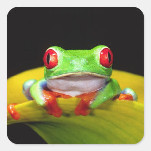 Rode Oog Boomkikker, Agalychinis callidryas, Inhee Vierkante Sticker