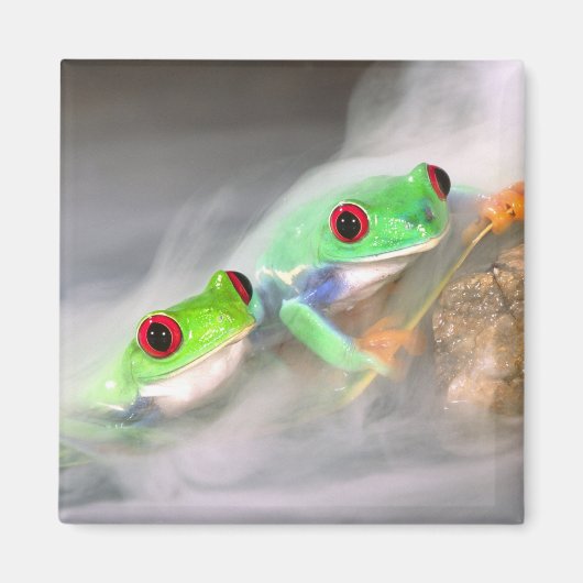 Rode Oog Boomkikker in de mist, Agalychinis 2 Magneet (Voorkant)
