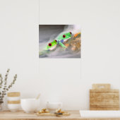 Rode Oog Boomkikker in de mist, Agalychinis 2 Poster (Keuken)