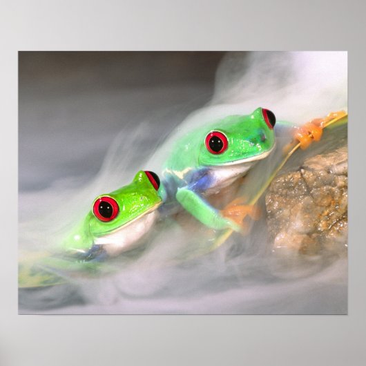 Rode Oog Boomkikker in de mist, Agalychinis 2 Poster (Voorkant)
