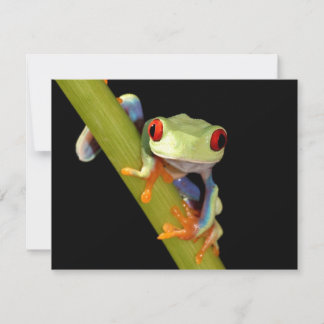 rode oogboomkikker