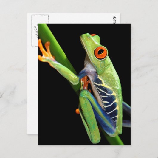rode oogboomkikker briefkaart (Voorkant / Achterkant)