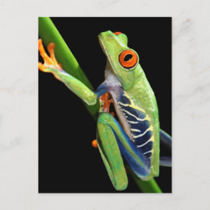 rode oogboomkikker briefkaart