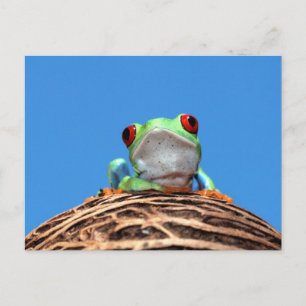 rode oogboomkikker briefkaart