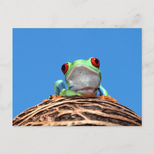 rode oogboomkikker briefkaart (Voorkant)