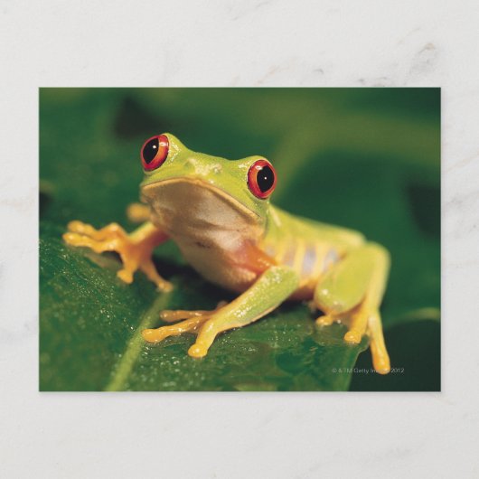 Rode oogboomkikker briefkaart (Voorkant)