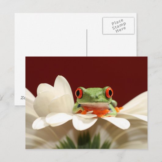 rode oogboomkikker briefkaart (Voorkant / Achterkant)