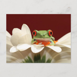 rode oogboomkikker briefkaart