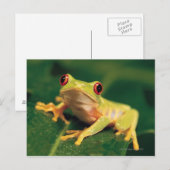 Rode oogboomkikker briefkaart (Voorkant / Achterkant)