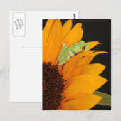 rode oogboomkikker briefkaart (Voorkant / Achterkant)