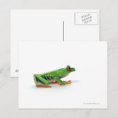 Rode oogboomkikker briefkaart (Voorkant / Achterkant)
