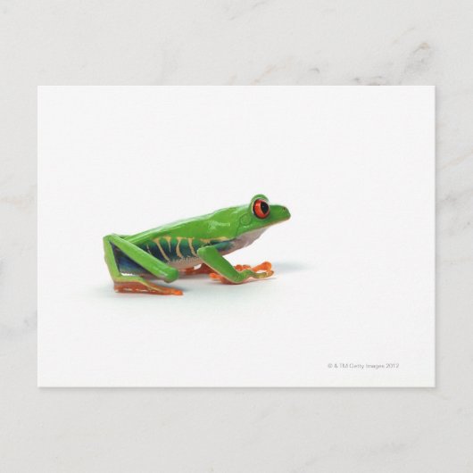 Rode oogboomkikker briefkaart (Voorkant)