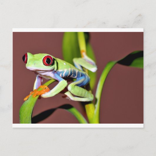 rode oogboomkikker briefkaart (Voorkant)