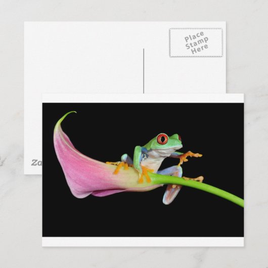 rode oogboomkikker briefkaart (Voorkant / Achterkant)