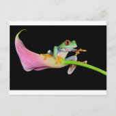 rode oogboomkikker briefkaart (Voorkant)