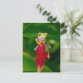 Rode-oogboomkikker, Costa Rica Briefkaart (Staand voorkant)