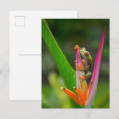 Rode-oogboomkikker, Costa Rica Briefkaart (Voorkant / Achterkant)