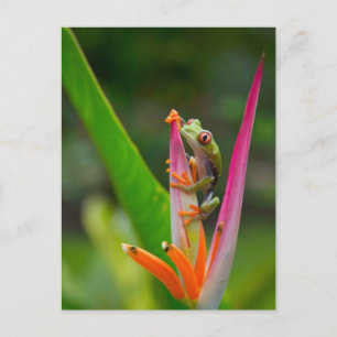 Rode-oogboomkikker, Costa Rica Briefkaart