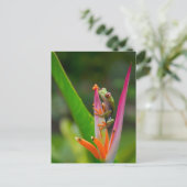 Rode-oogboomkikker, Costa Rica Briefkaart (Staand voorkant)