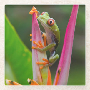 Rode-oogboomkikker, Costa Rica Glazen Onderzetter