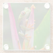 Rode-oogboomkikker, Costa Rica Glazen Onderzetter (Achterkant)