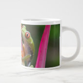 Rode-oogboomkikker, Costa Rica Grote Koffiekop (Rechts)